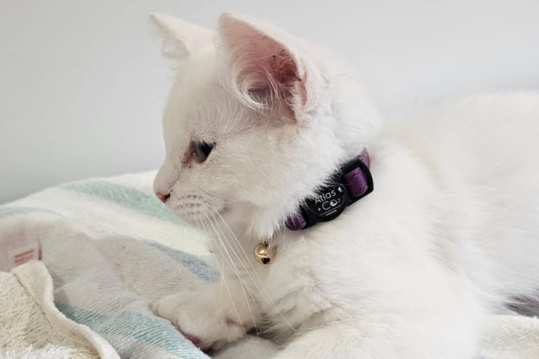 White kitten wearing a purple Atlas + Co Collar