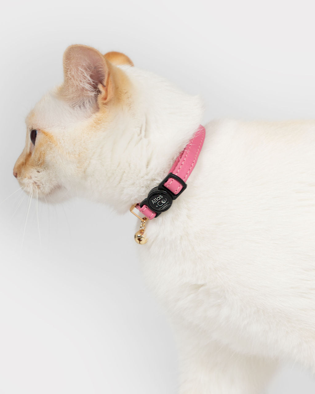 Flame point siamese x ragdoll cat wearing a pink Atlas + Co collar