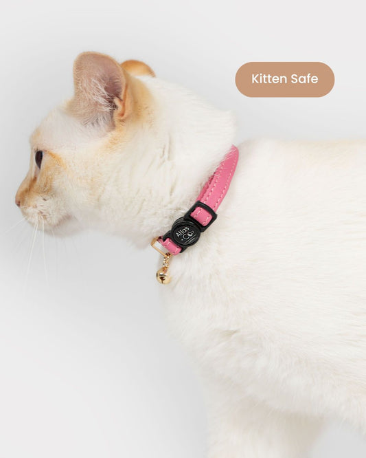 White cat with pink kitten safe collar