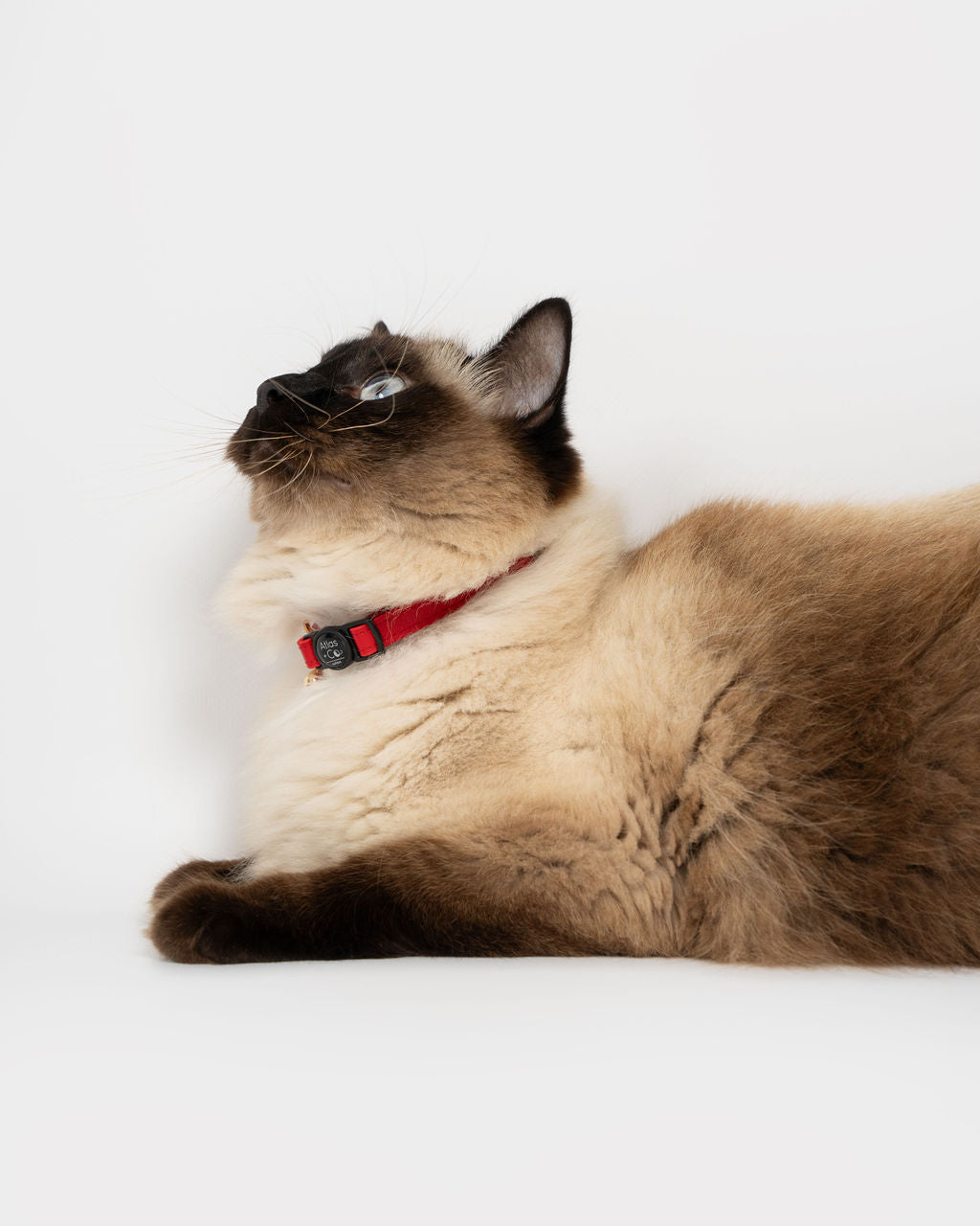 Petite Leather Kitten Collar