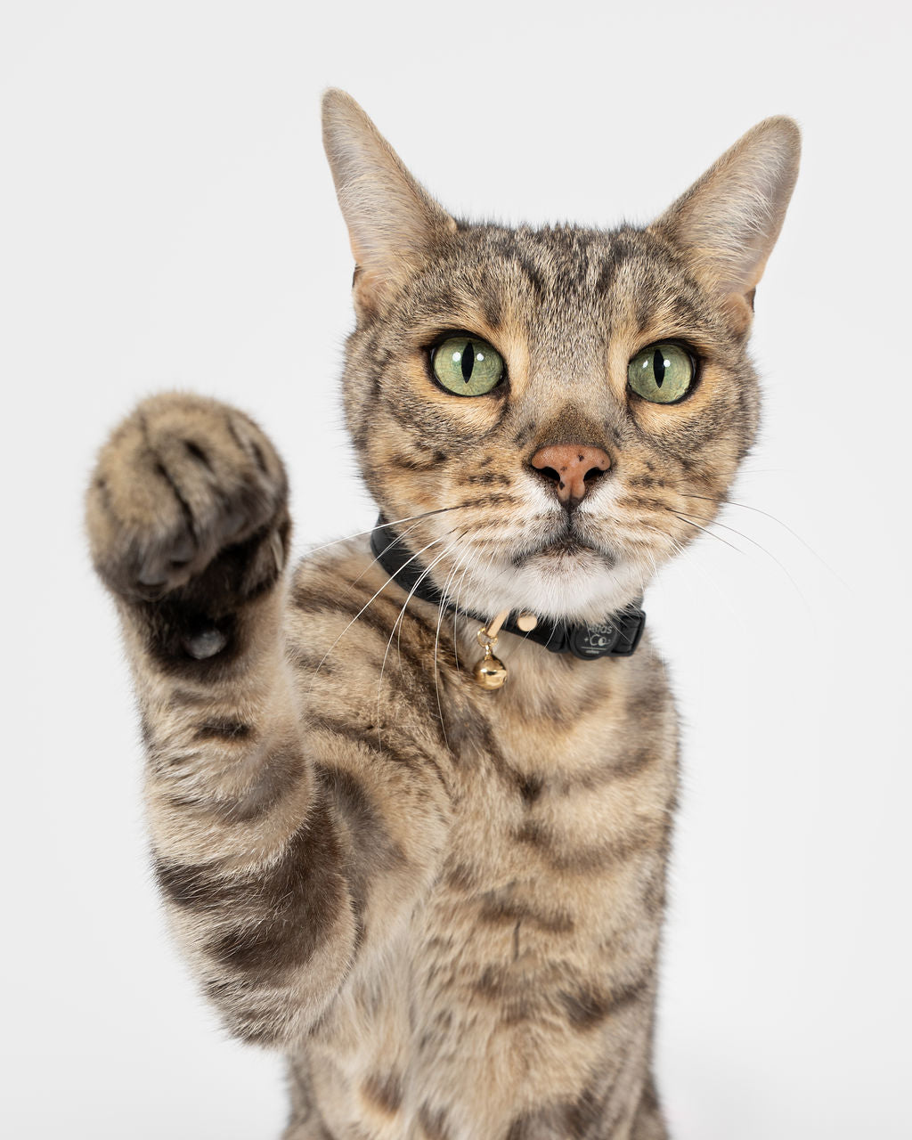 Silver Bengal cat wearing a black Atlas + Co collar