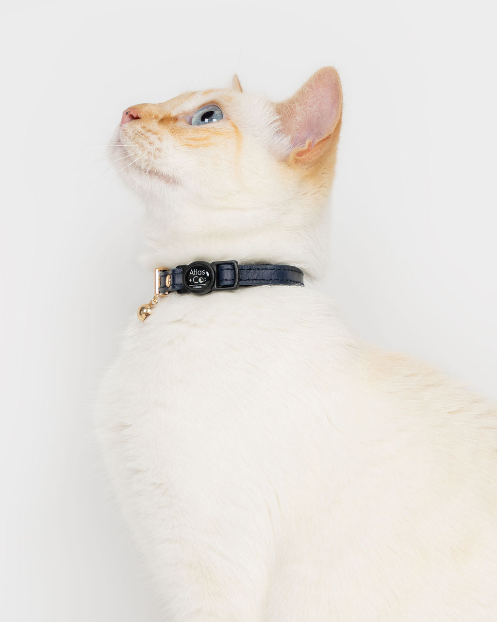 Petite Leather Kitten Collar