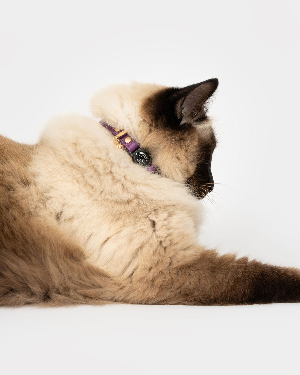 Petite Leather Kitten Collar